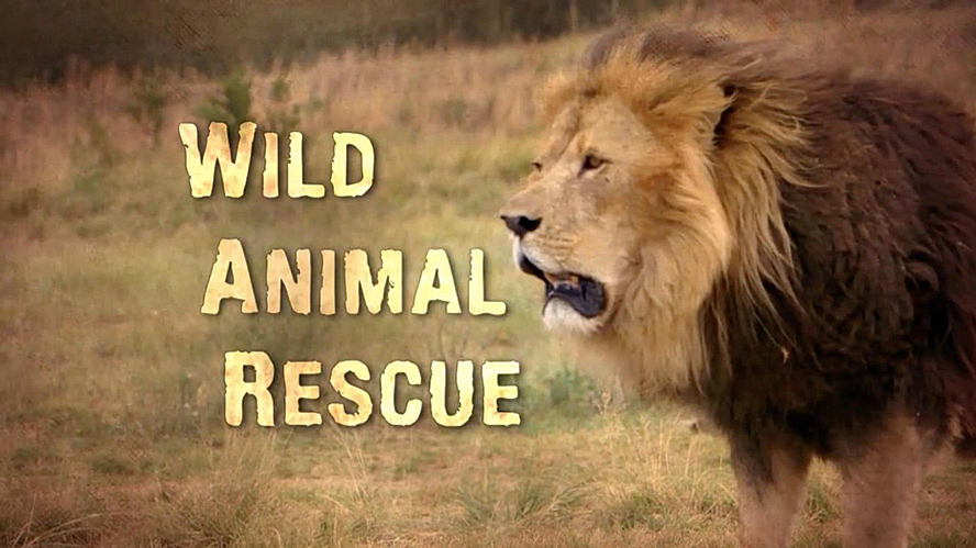 wild animal rescue